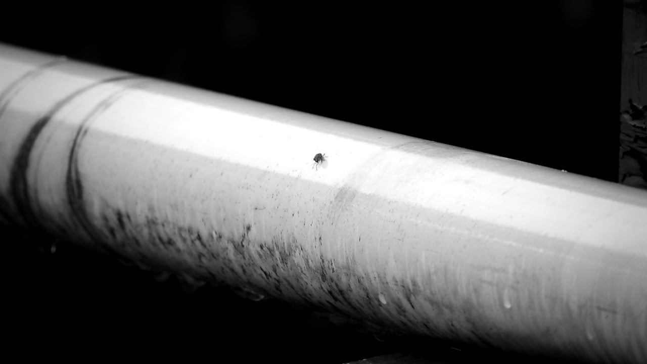 Black And White, Insect, Nature. Free Stock Video - Pixabay