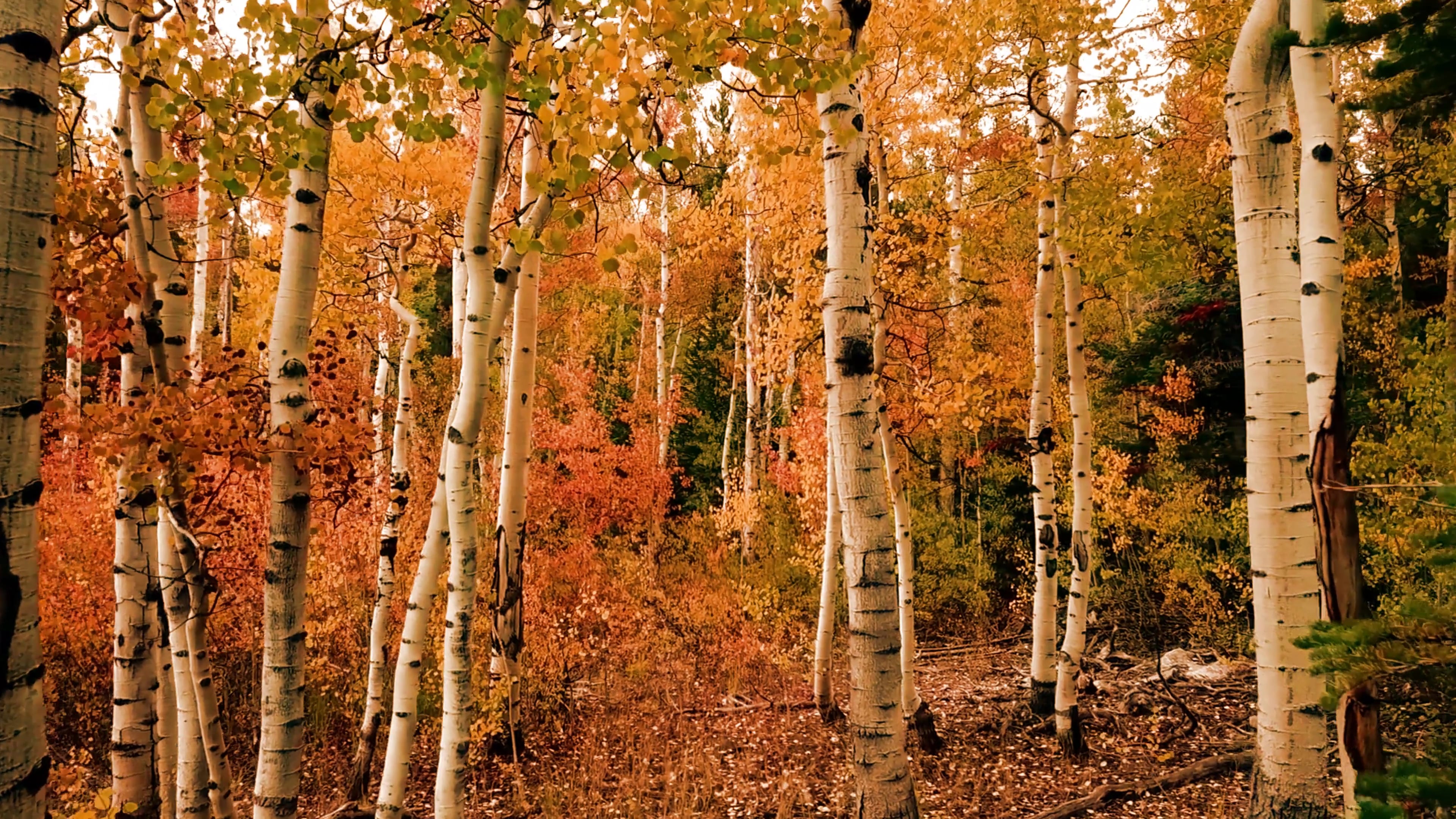 birch
