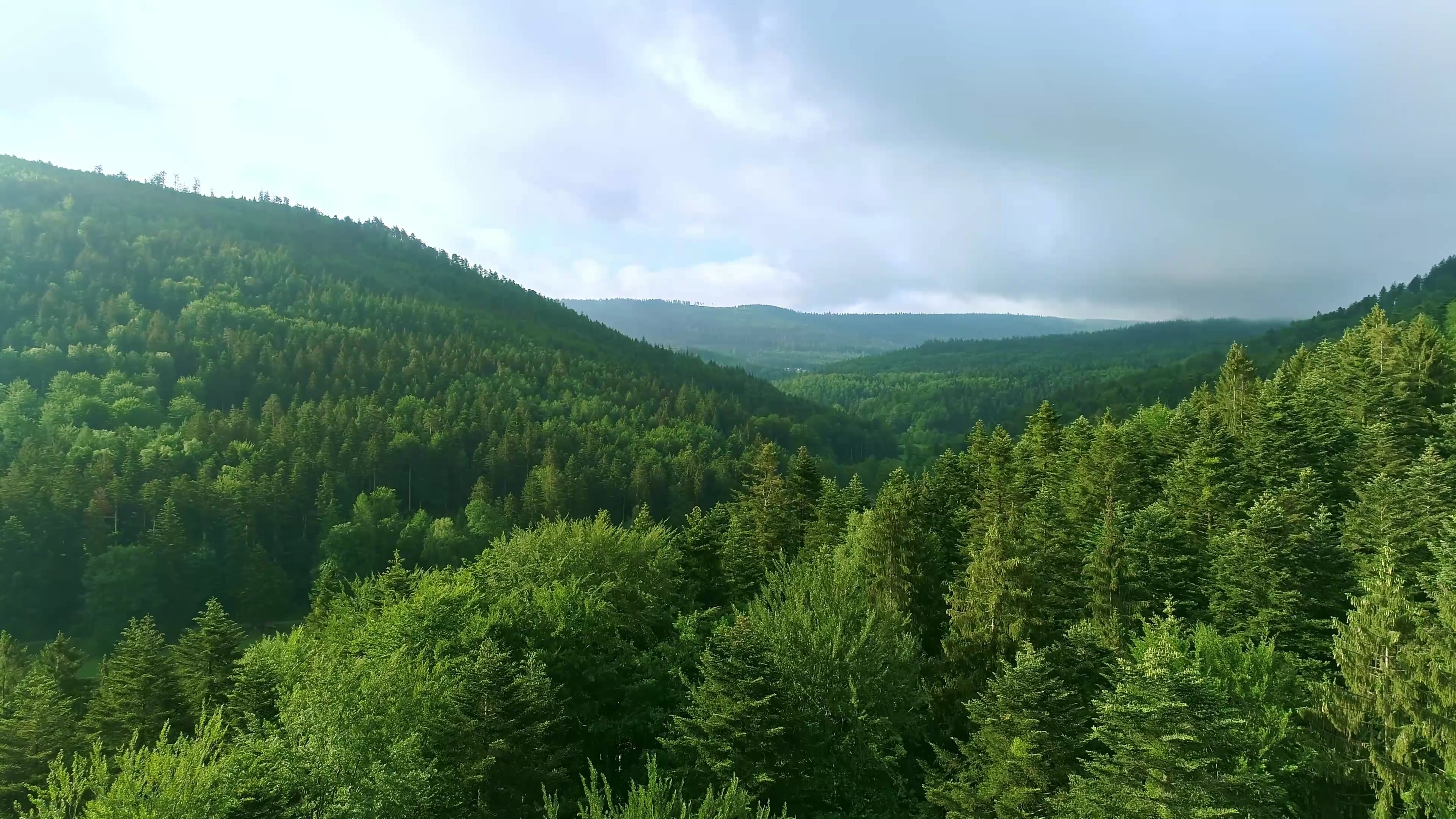 forest — free pixabay stock footage