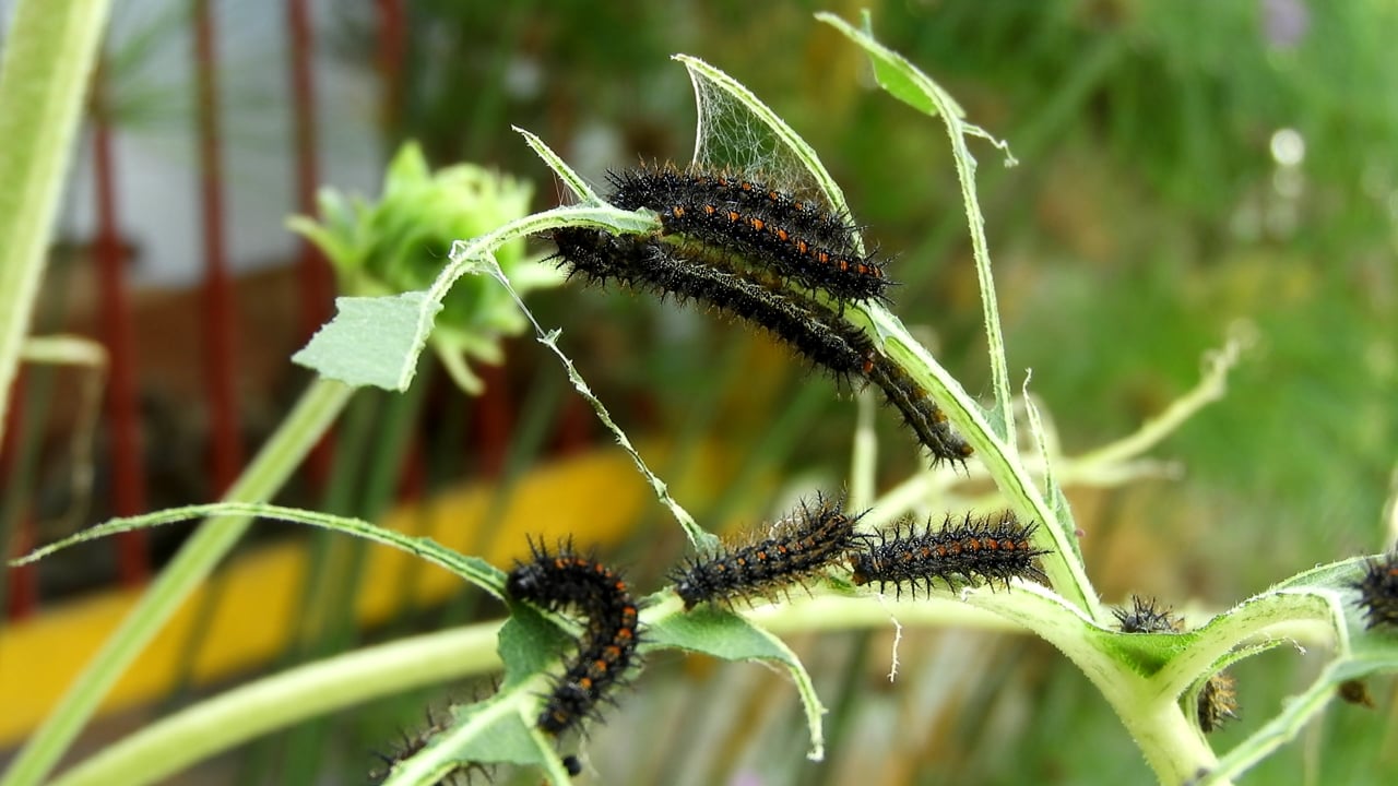 Nature, Insects, Caterpillars. Free Stock Video - Pixabay