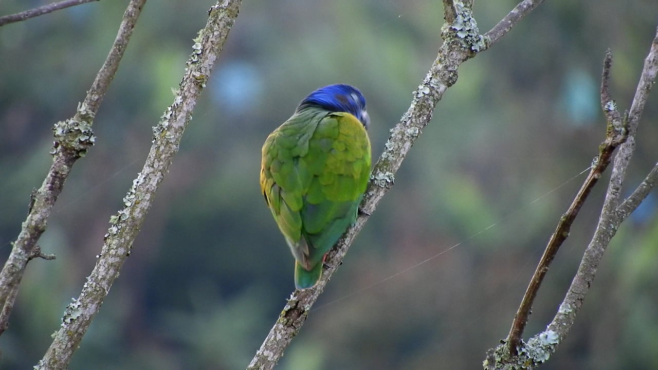 Nature, Parrot, Bird, Green, Colombia