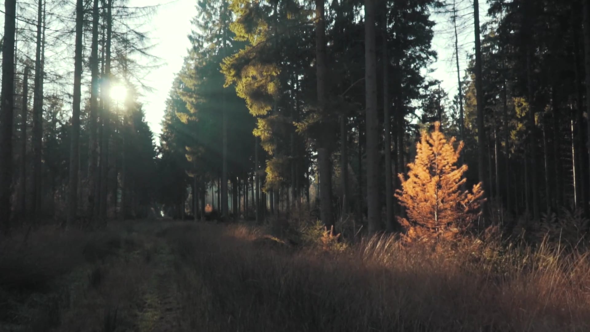 nature — free pixabay stock footage