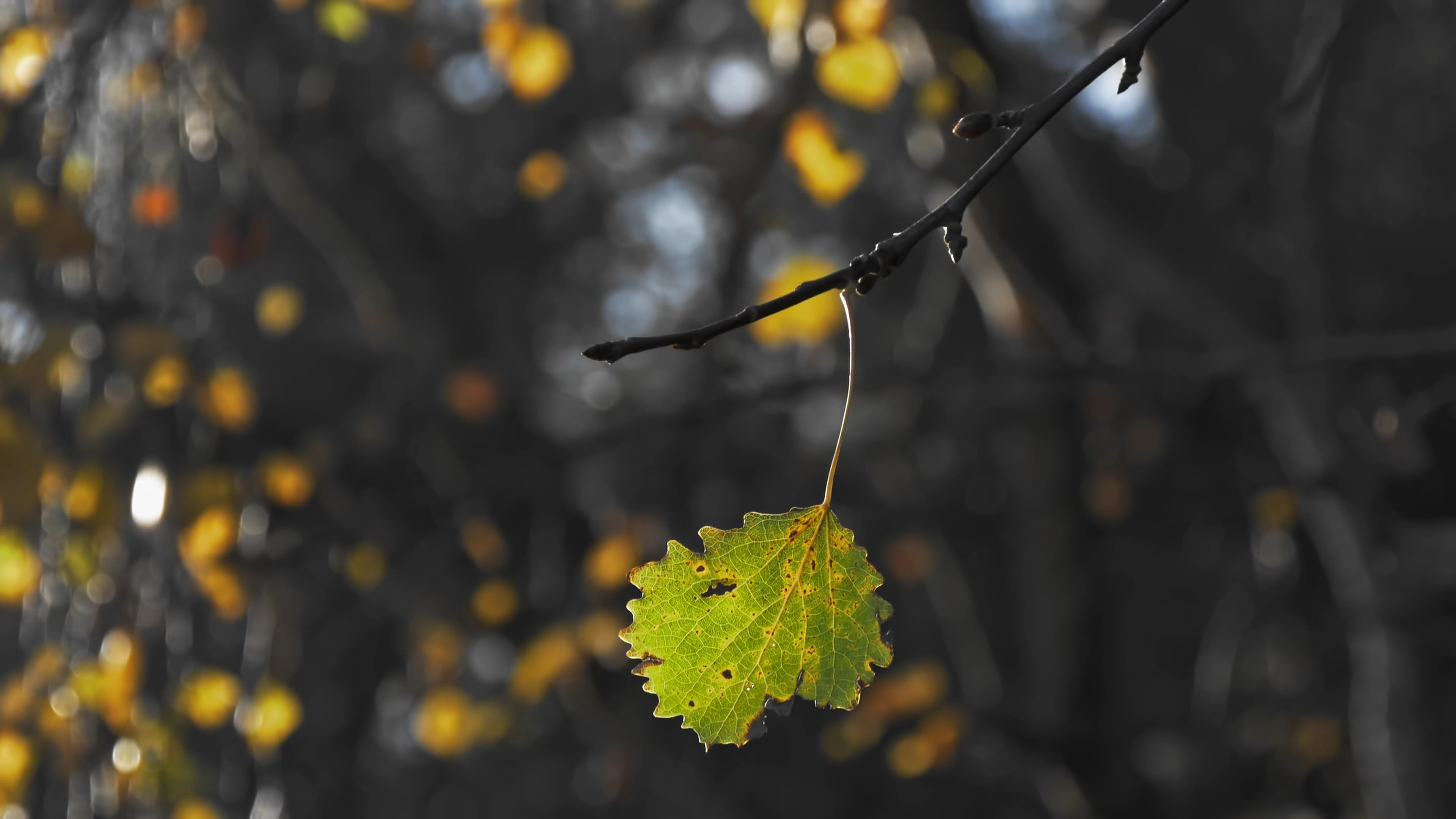 leaf — free pixabay stock footage