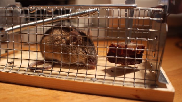 Rat Videos Download 12 Free 4k Hd Stock Footage Clips Pixabay
