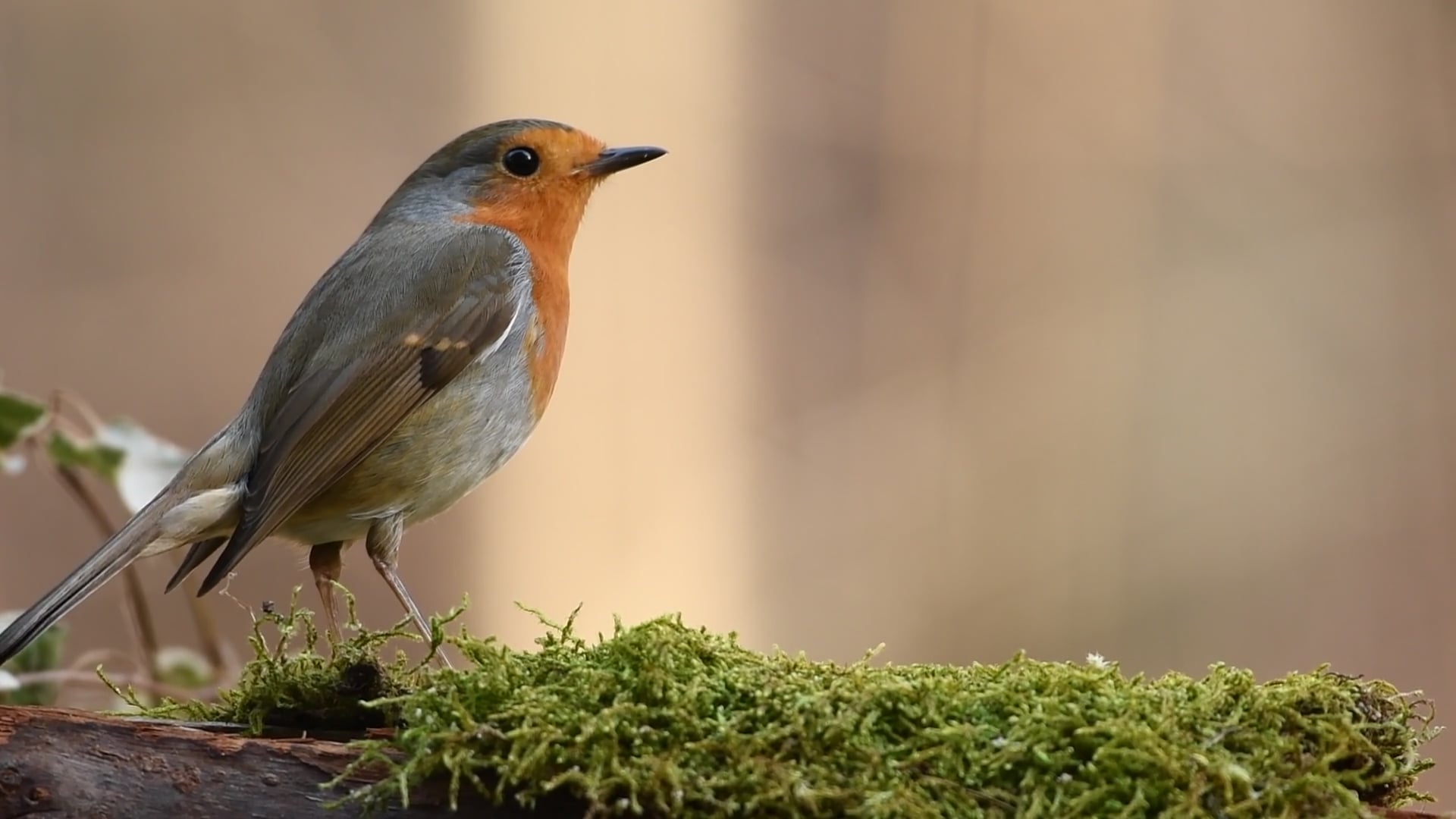 robin