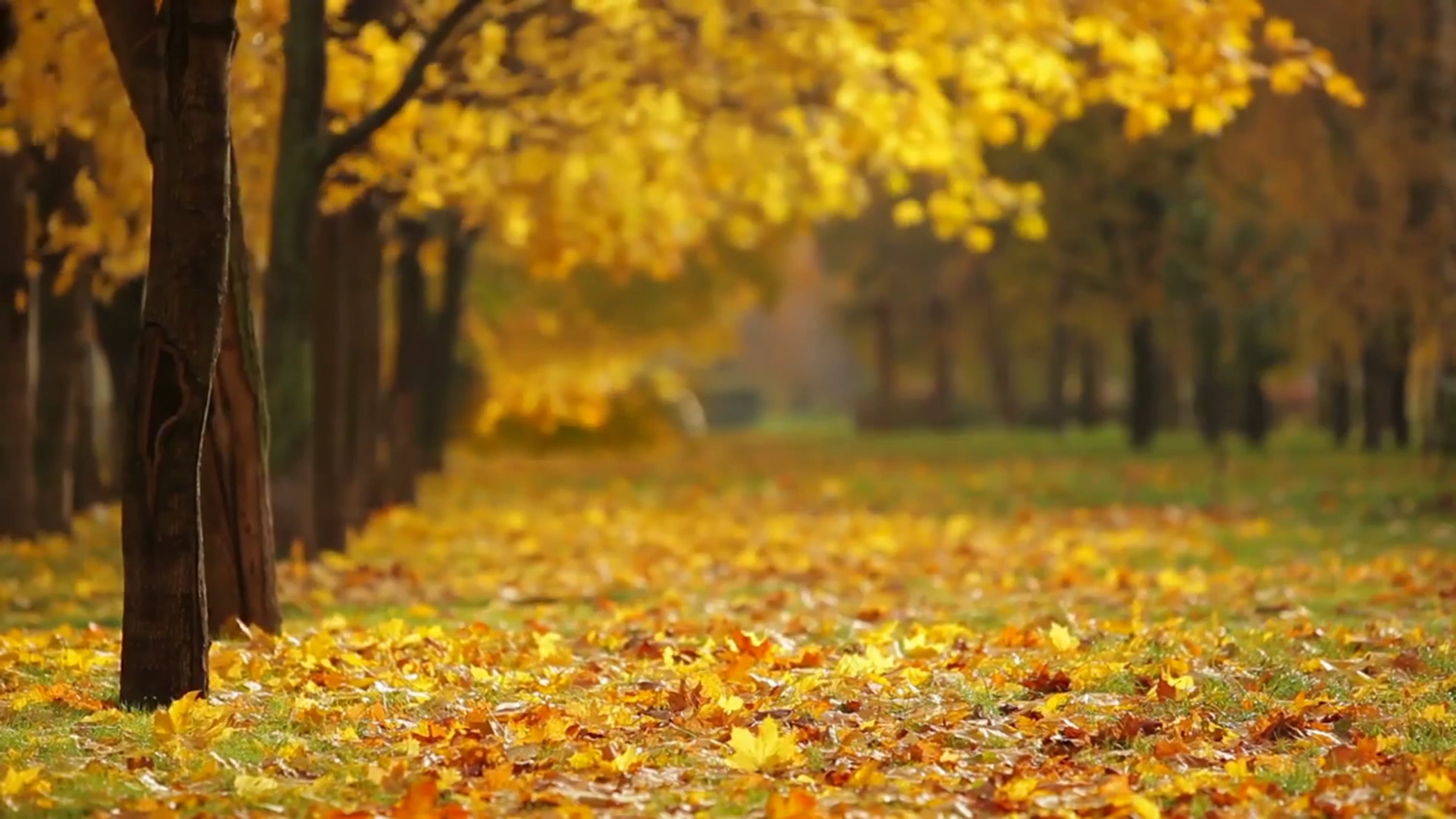 fall — free pixabay stock footage