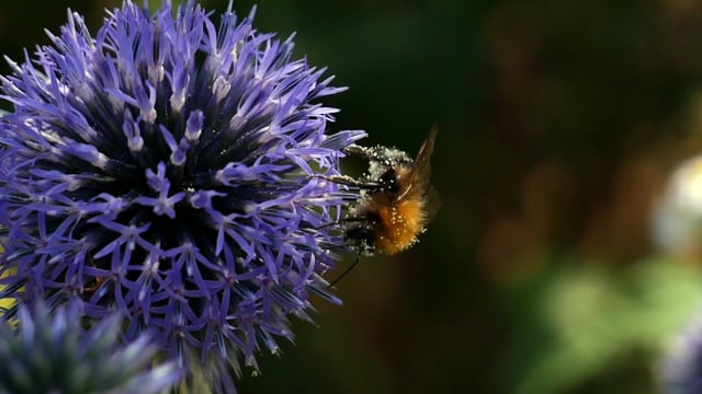 Bee Azul Bee, Blue, Purple. Free Stock Video - Pixabay