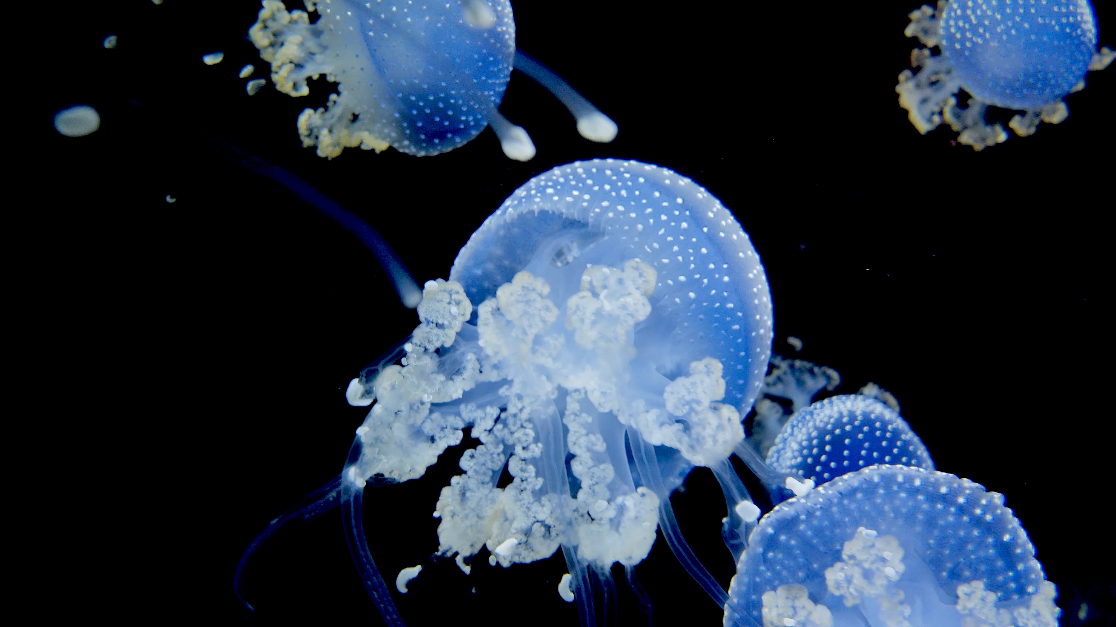 jellyfish — free pixabay stock footage