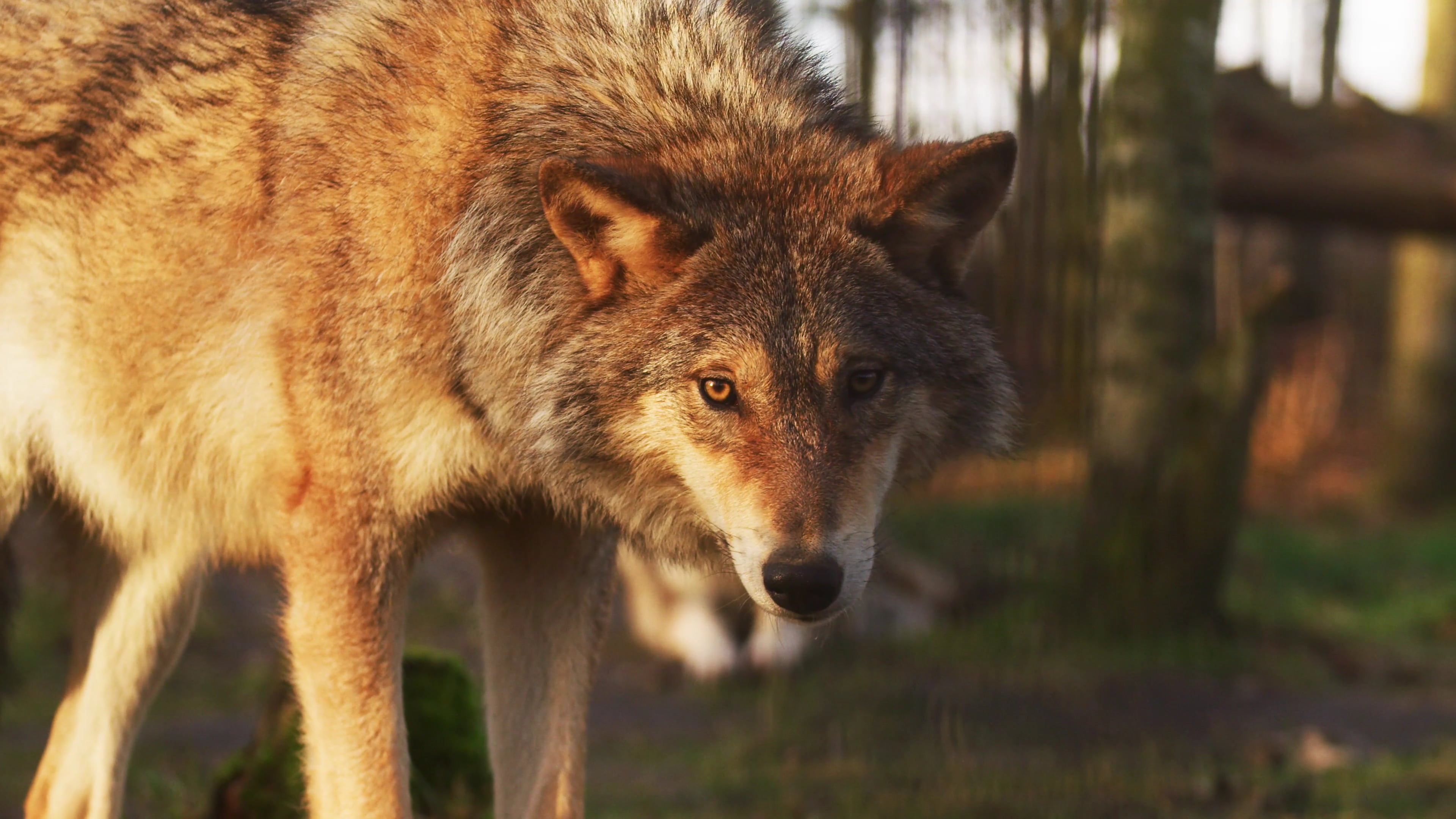 wolf