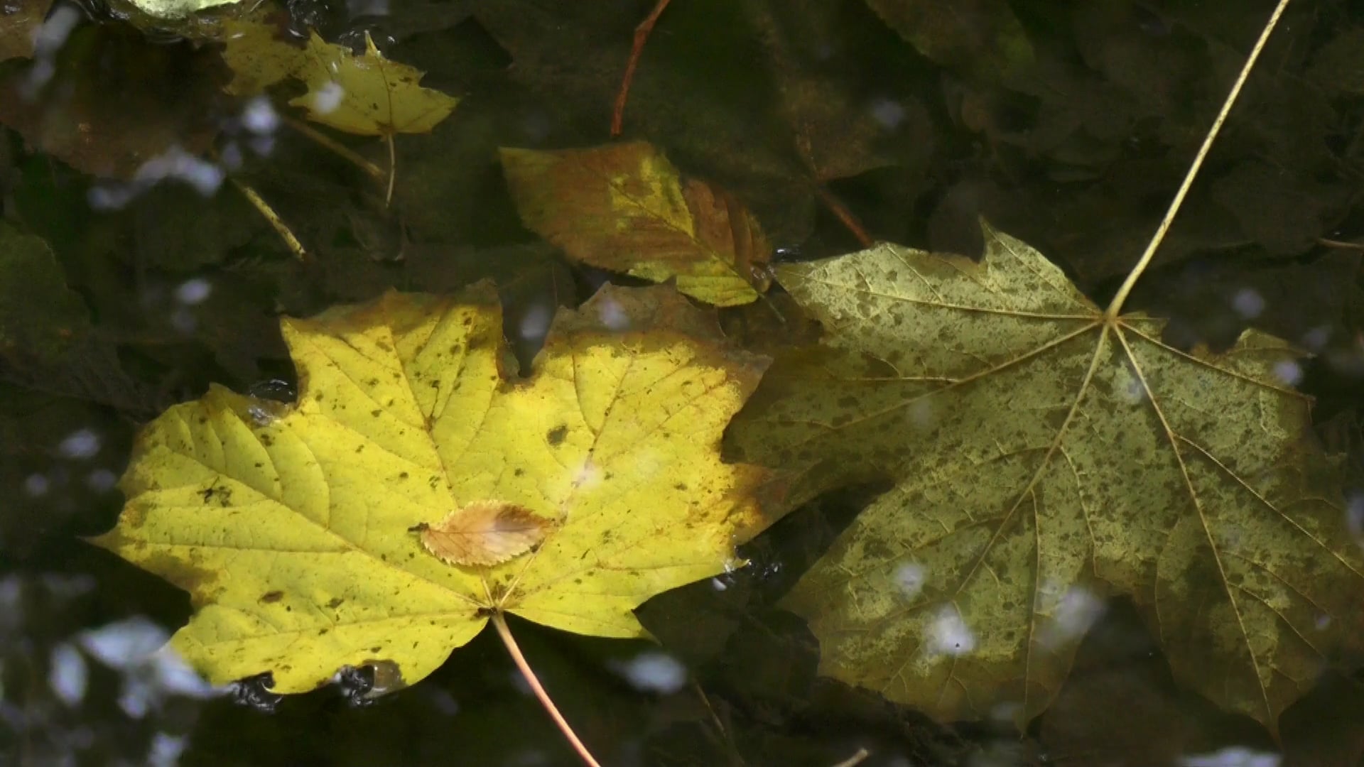 autumn leaf — free pixabay stock footage