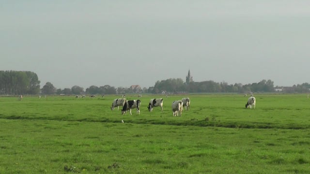 cow, cattle, animal, mammal, grazing, meadow, village church, rural, countryside, fall, pasture, farm, holland