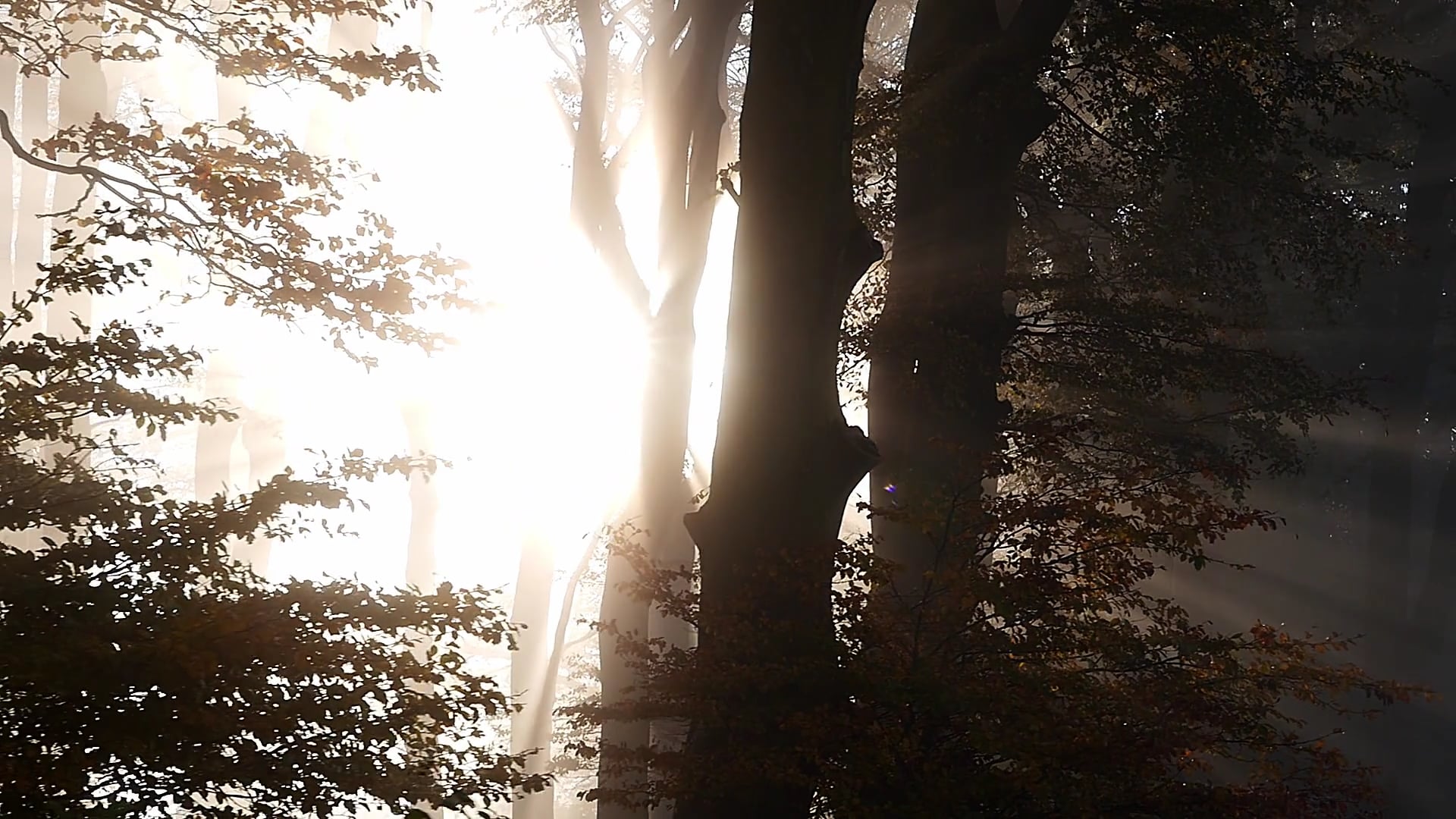 trees — free pixabay stock footage