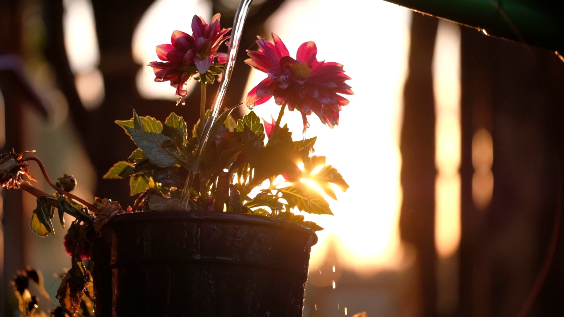 flower