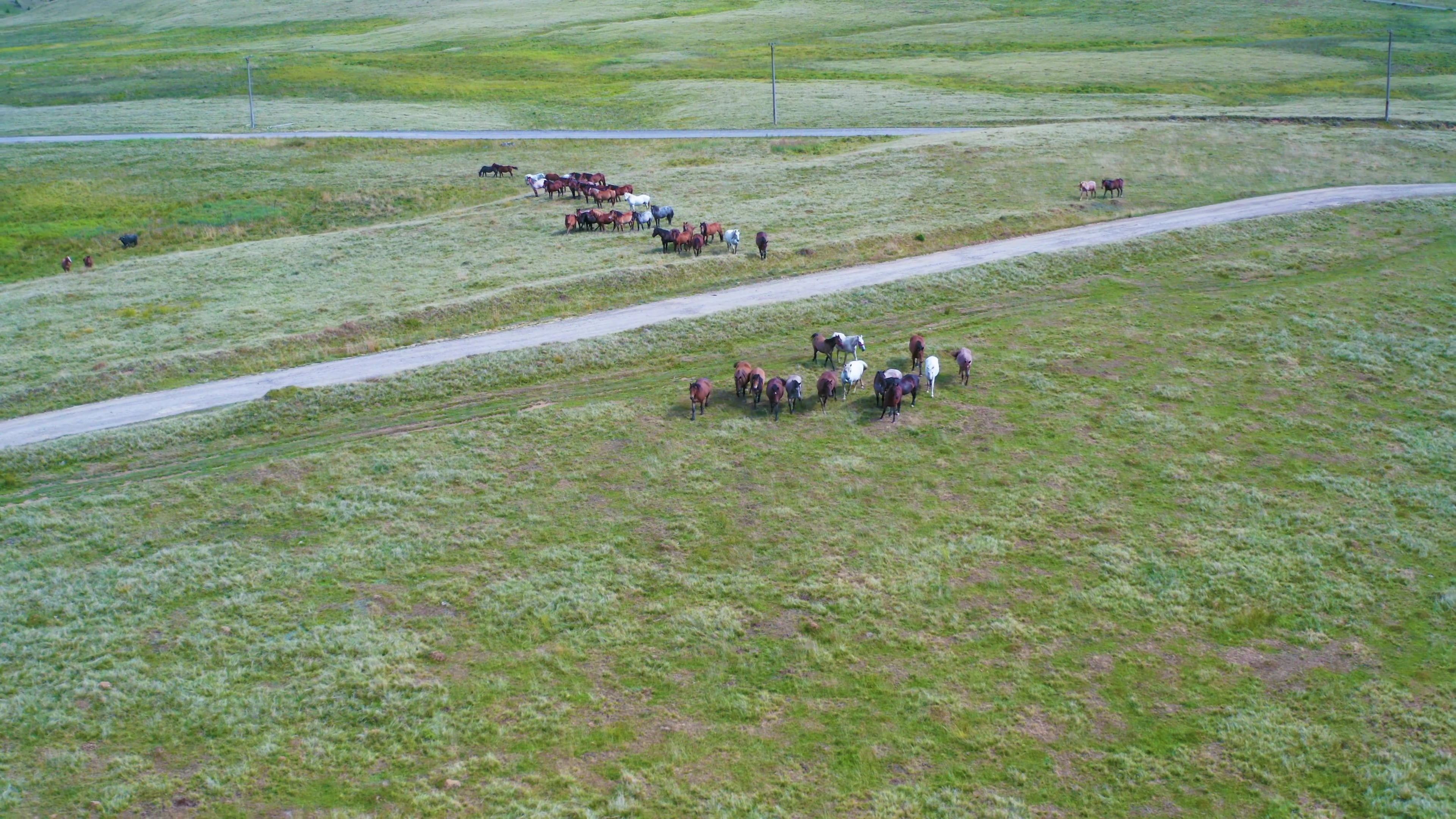 horses — free pixabay stock footage