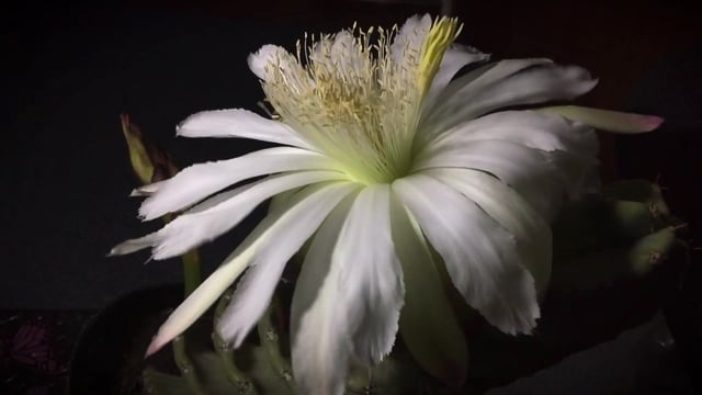 Cactus Flower, White Flower
