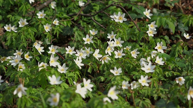 Wood Anemones, Flower, Wind, Spring