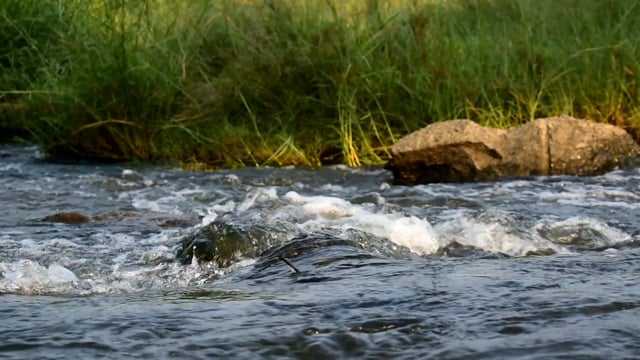 Waterstream Nature, Waterstream, 60Fps. Free Stock Video - Pixabay
