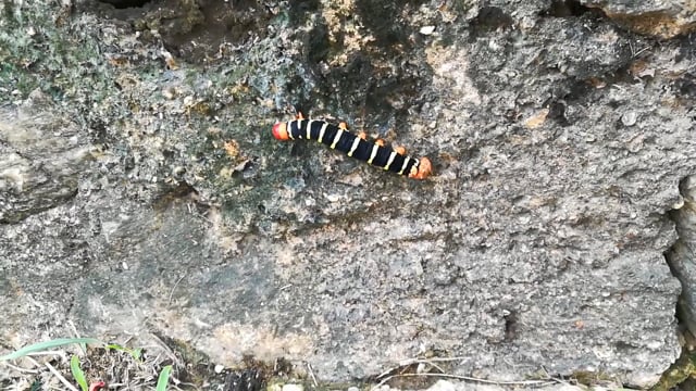 Caterpillar, Insect, Bug. Free Stock Video - Pixabay
