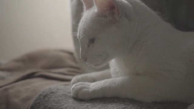 Video by yeracastelan on Pixabay: cat, white, animal, pet, white cat, domestic cat, house cat