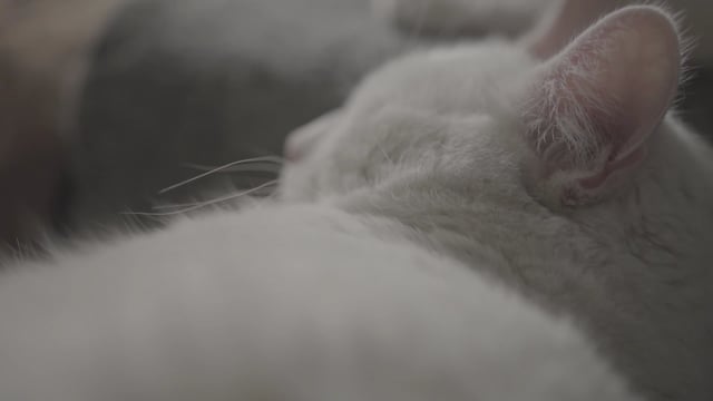 Video by yeracastelan on Pixabay: cat, sleep, fluffy, animal, white cat, pet, domestic cat, house cat