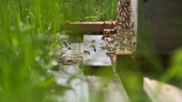 Ape, Alveare, Insetto, Miele, Natura