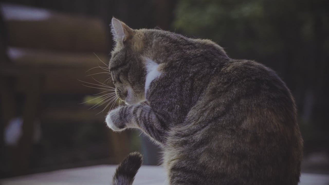 Gato, Jardín, Mascota, Animal