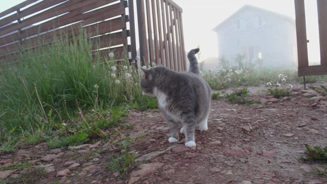 Video by koshkosh91 on Pixabay: fog, village, dog, cat, gate