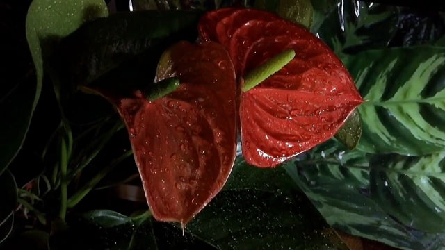 bonsai ginseng Ficus Ginseng Bonsai main image 0
