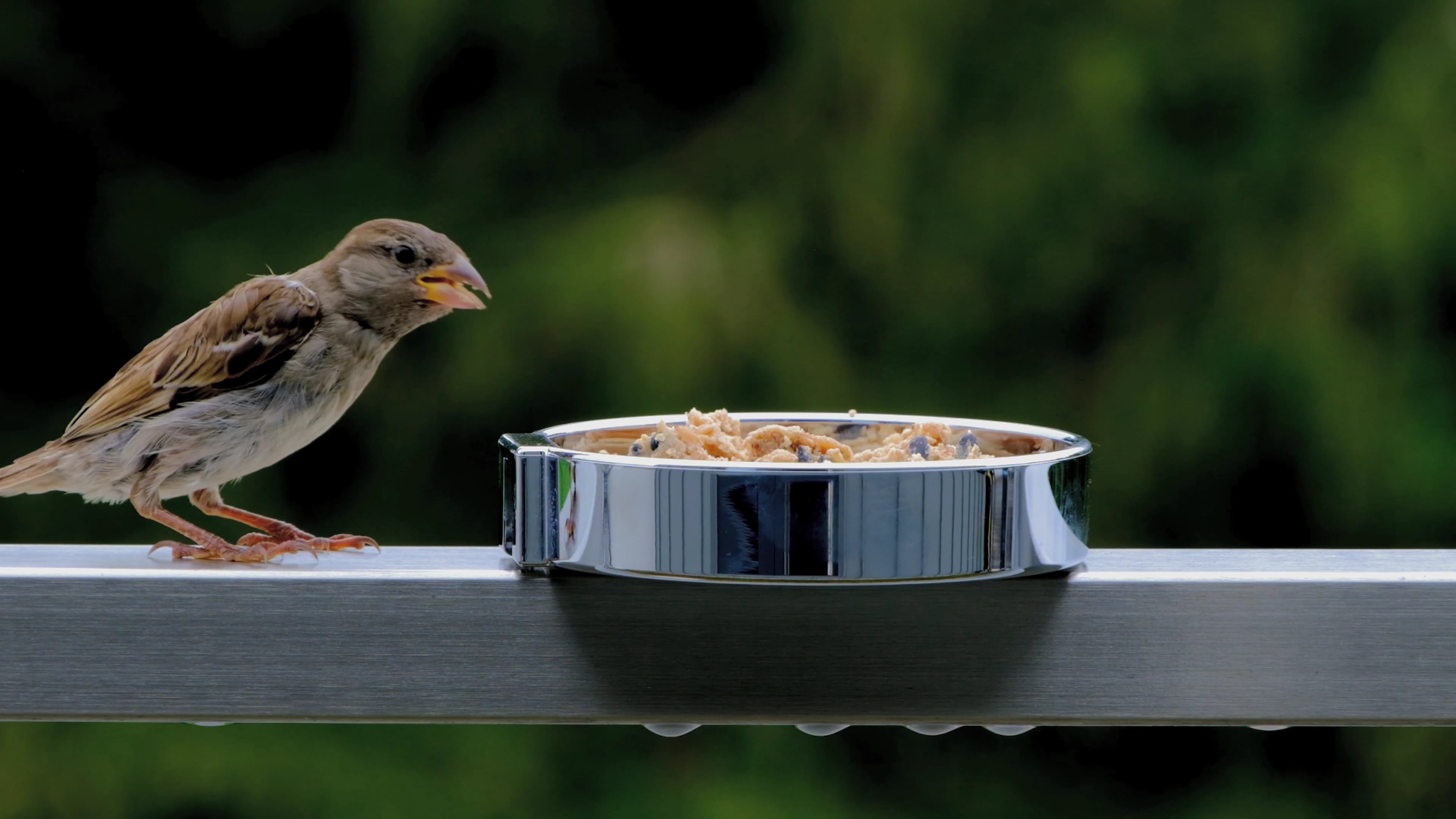 bird