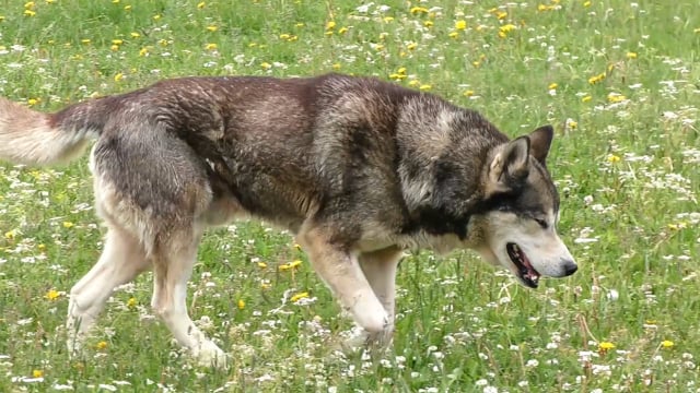 Video by AndyFaeth on Pixabay: husky, animal, sled dog, dog, pet, eyes, fur, snow dog, face, snout
