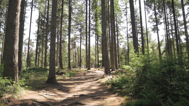 Forest, Trees, Plants, Path, Landscape