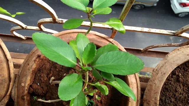 Foglia Miracolosa Bryophyllum Pinnatum Fresca Biologica Da Piantare - Sri Lanka - 4