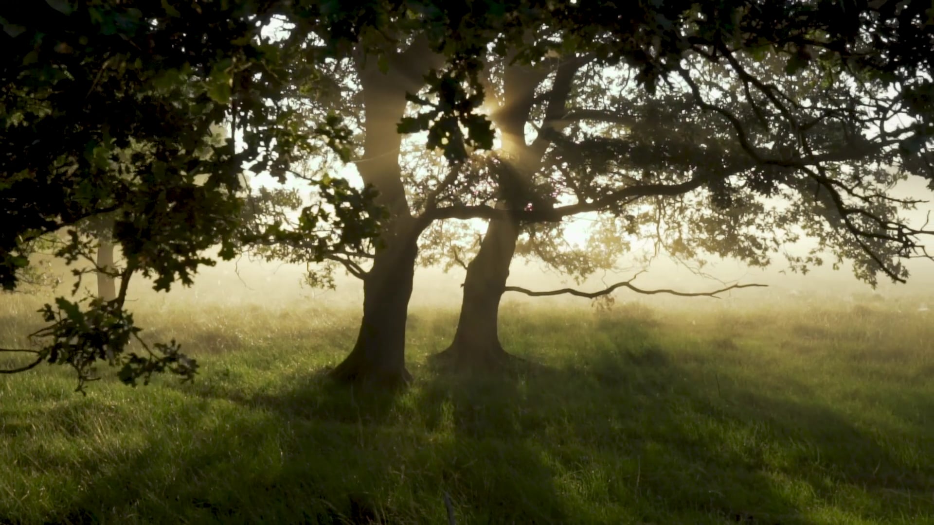 forest — free pixabay stock footage
