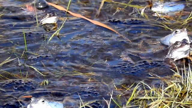 Spring Water Animals Frog, Water, Spring. Free Stock Video - Pixabay
