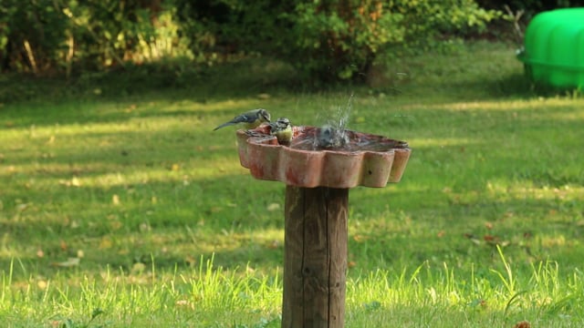 Vögel Vogeltränke Blaue Titten - Free video