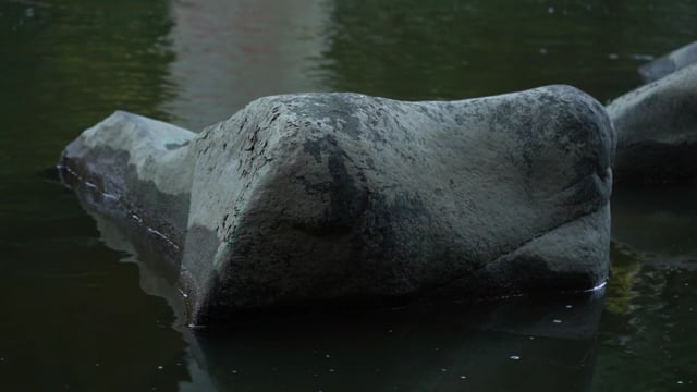 Water, Stream, Stone. Free Stock Video - Pixabay