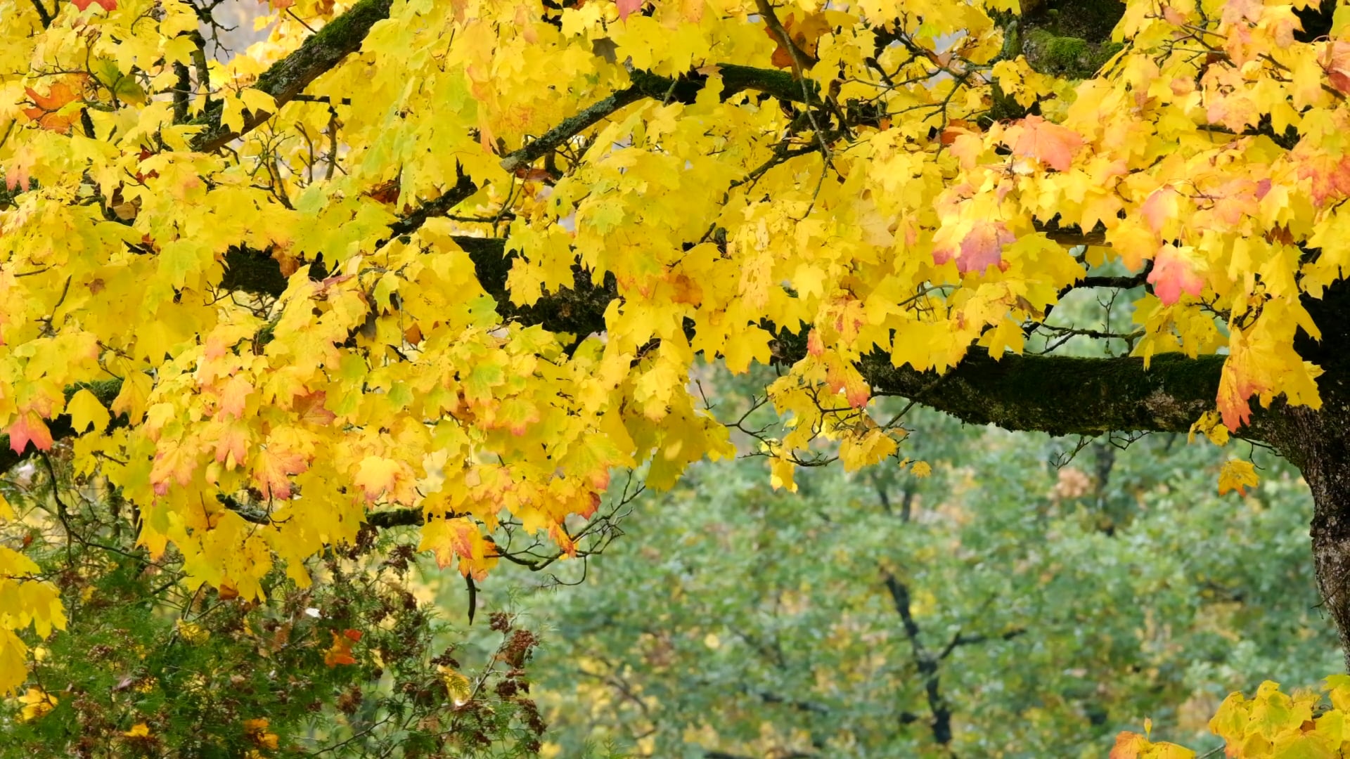 fall — free pixabay stock footage