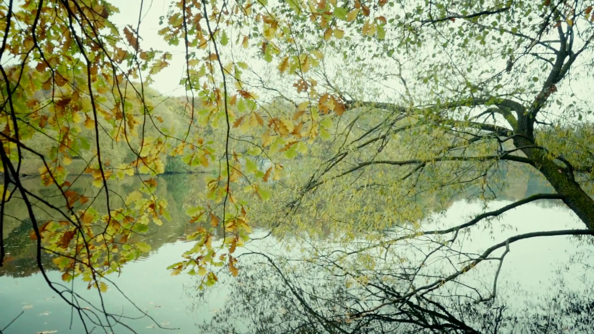 pond — free pixabay stock footage