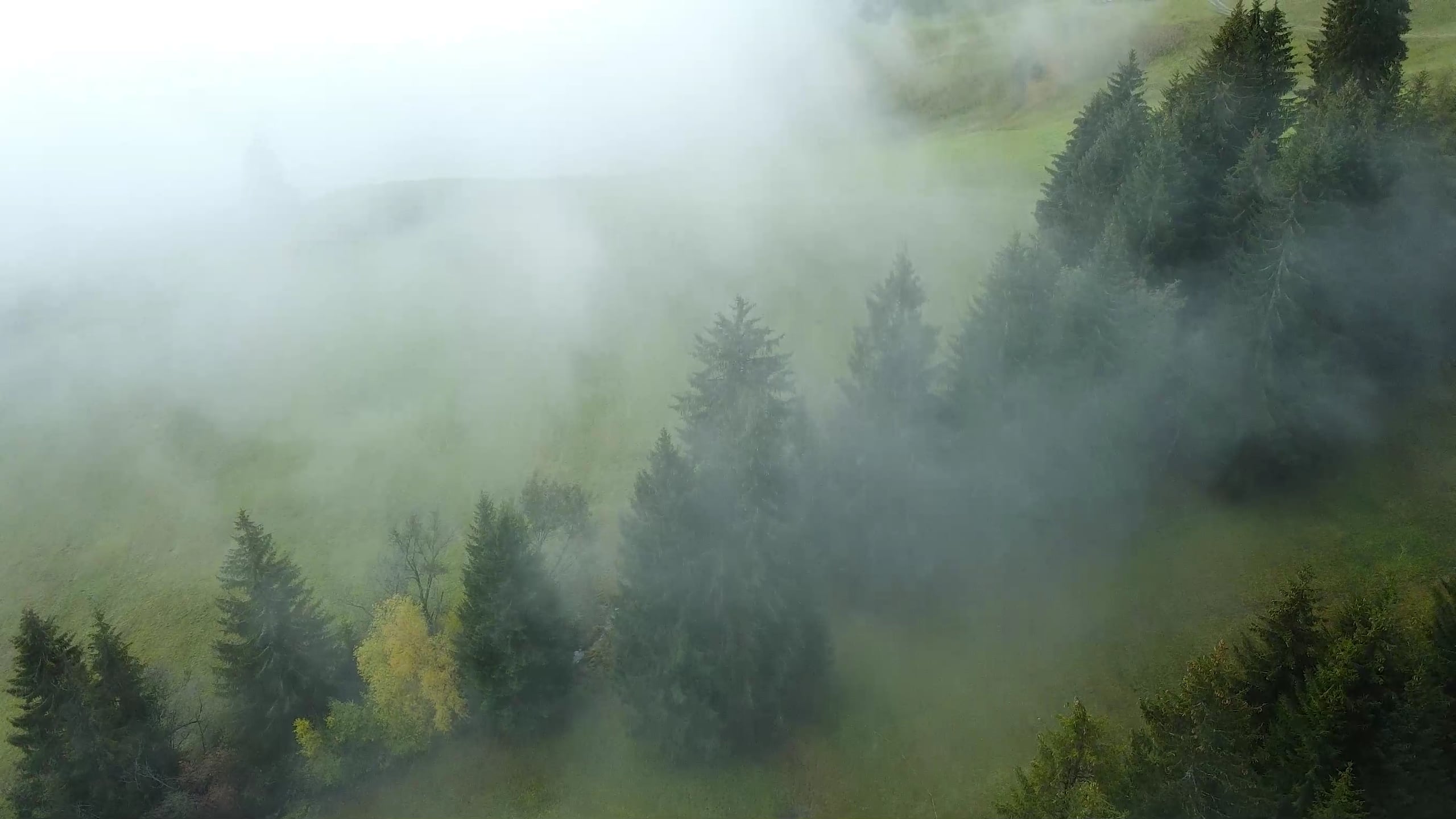 forest