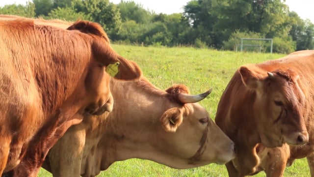 Cows, Cattle, Pasture. Free Stock Video - Pixabay