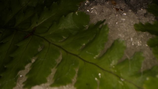 Macro, Nature, Close-Up. Free Stock