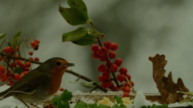 Bird, Robin, Feathers, Winter, Nature