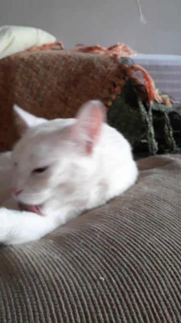 Katze Leckt Sich Oft Im Genitalbereich