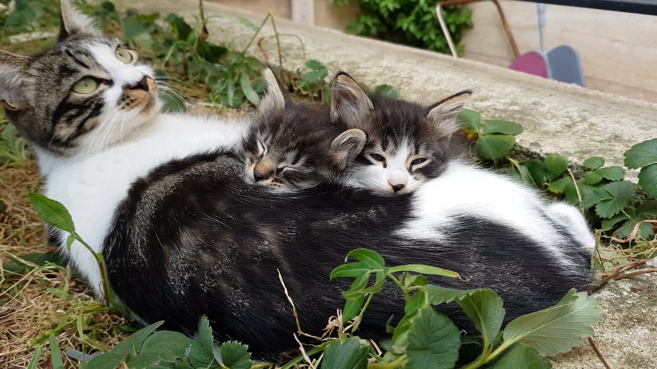 Gatos, Dormir, Animales, Linda