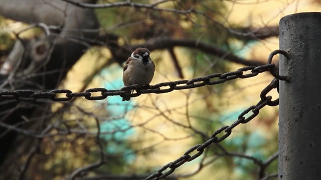 Vták, Vrabec, Euroázijských Tree Sparrow