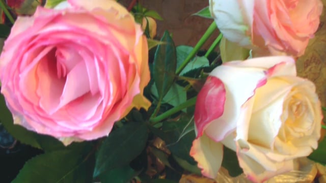 Schöne Rosen Pinke Blumen Sommer - Free video on Pixabay - Pixabay