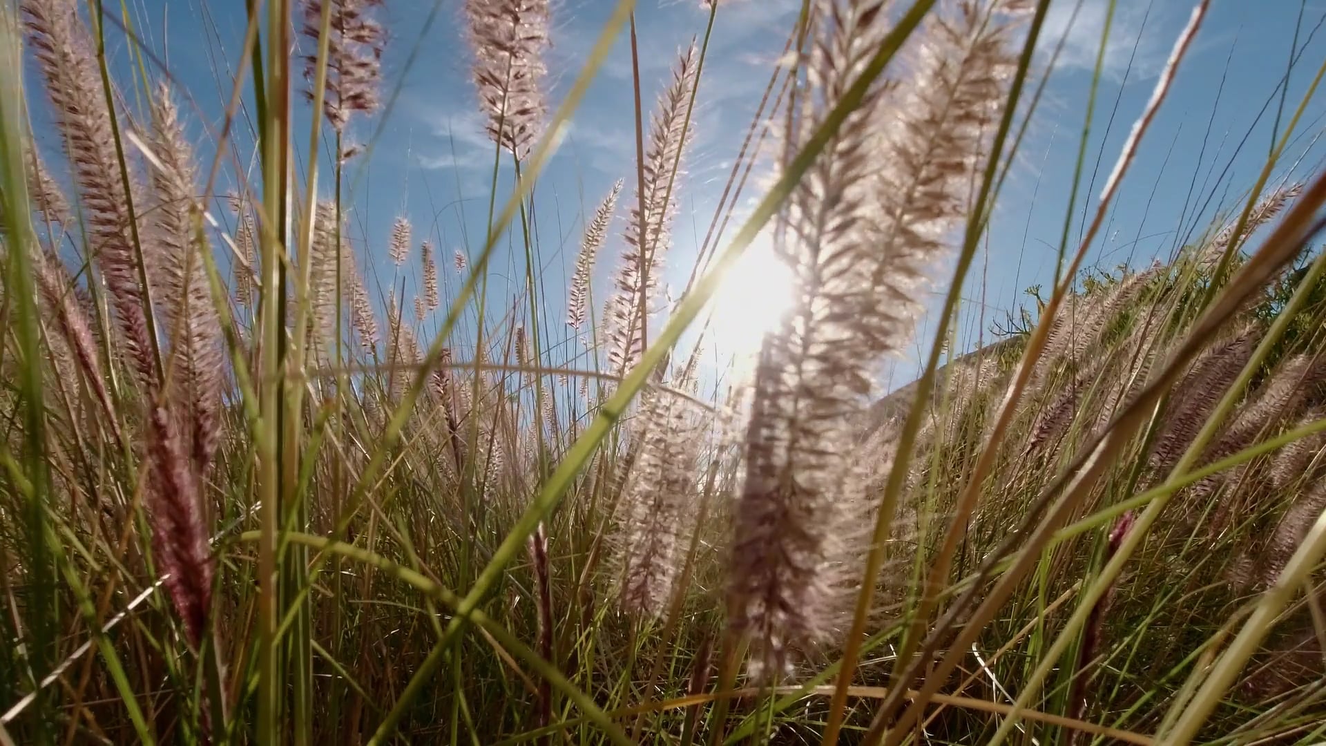 field