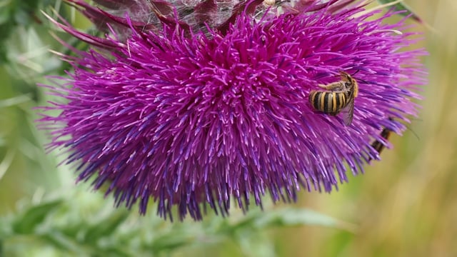 Insect, Pollen, Bloom. Free Stock Video - Pixabay