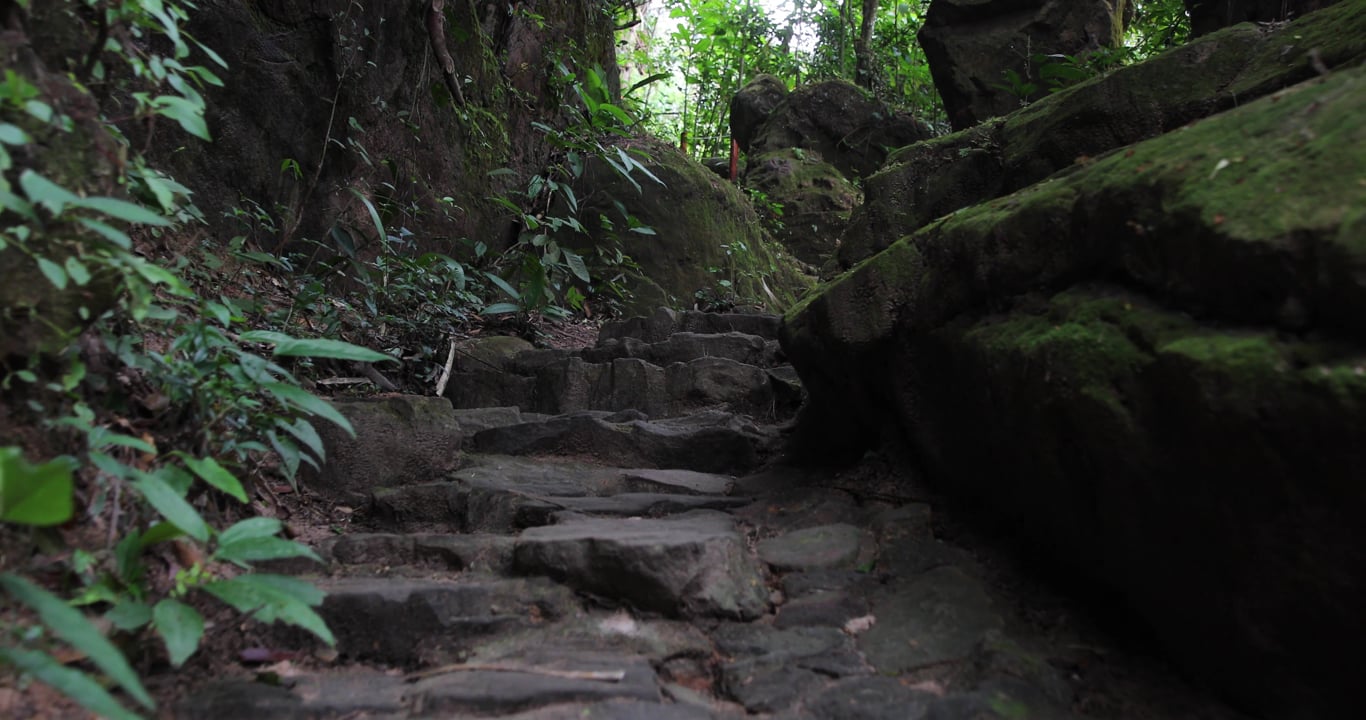 Path As A Roda Path, Road, Trees. Free Stock Video - Pixabay