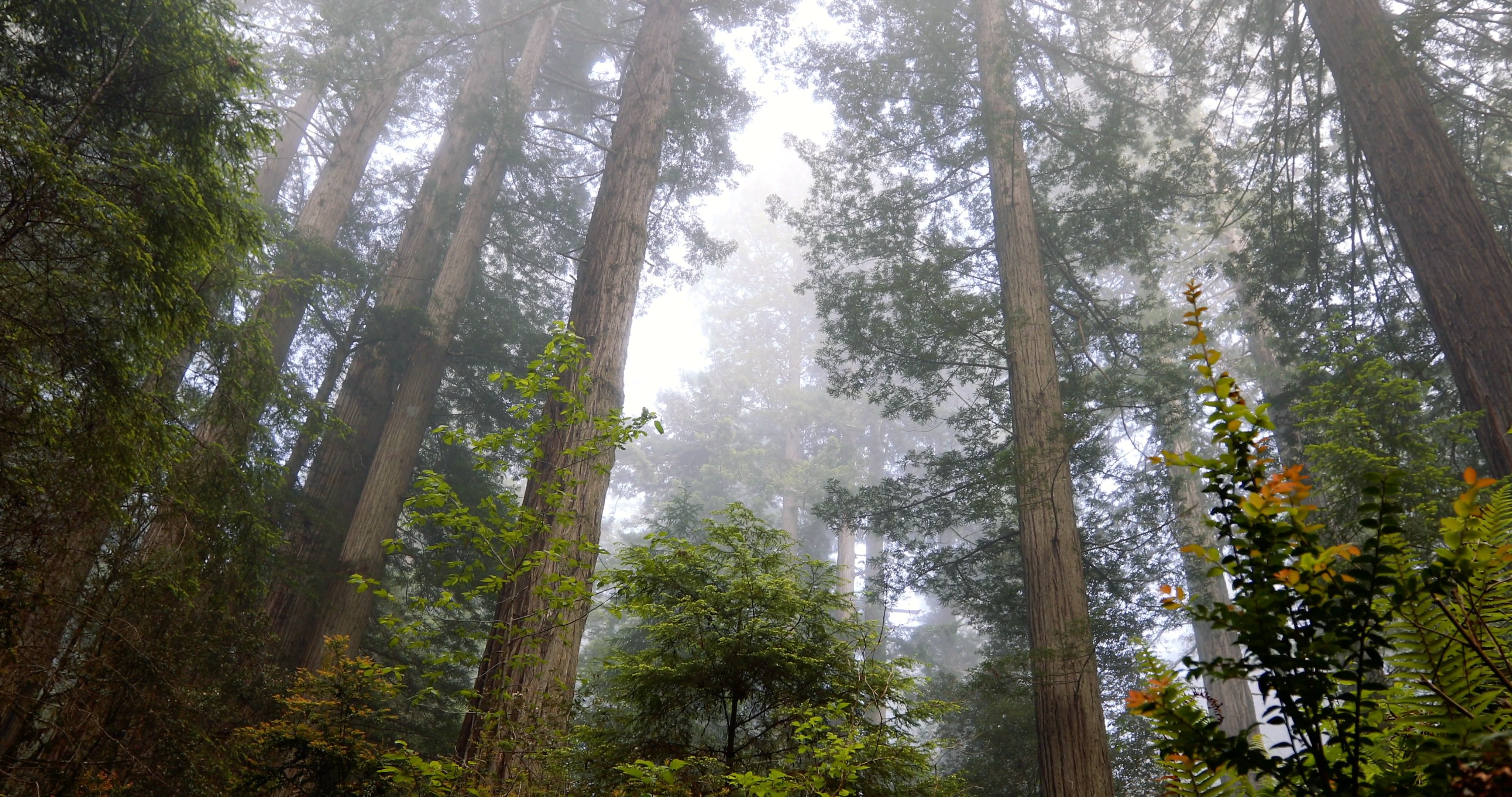 trees — free pixabay stock footage